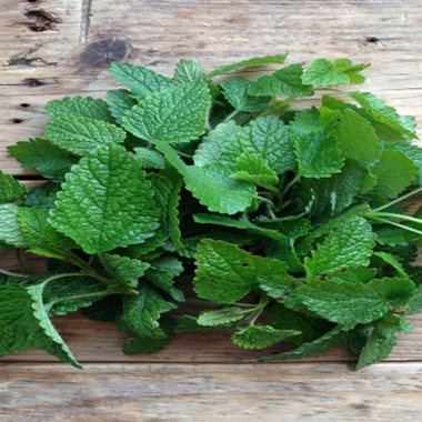 Lemon Balm